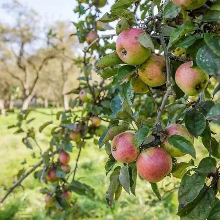 Streuobsthof Weissenbacher * Kindberg